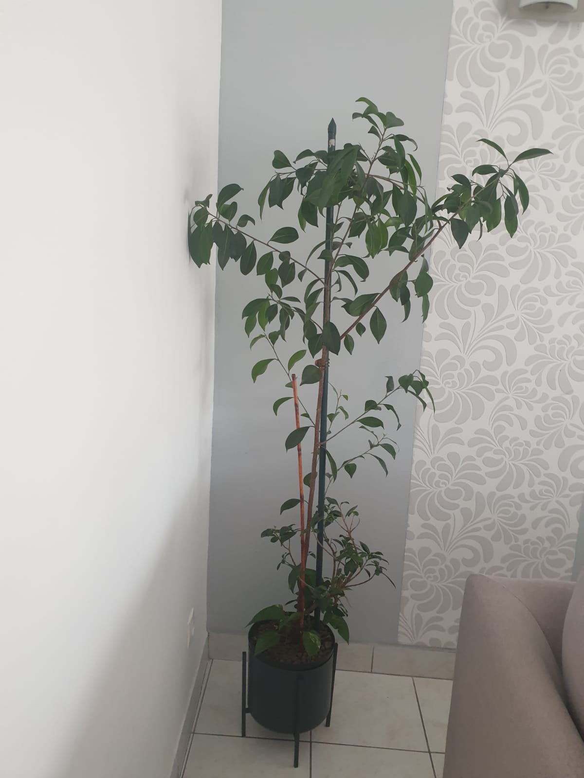 Plante verte, Enlèvement, Comme neuf