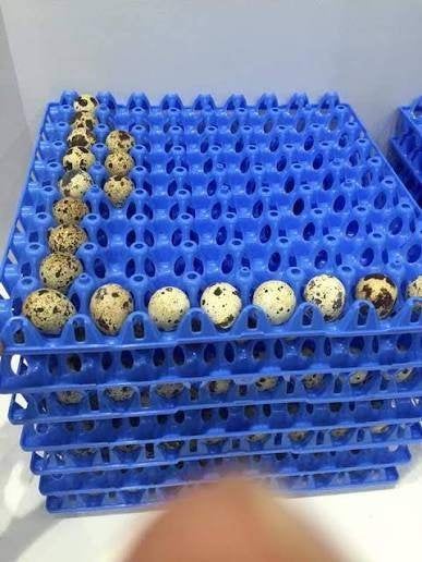 Oeufs de cailles / Cailleteaux / Cailles, Animaux & Accessoires, Sexe inconnu, Autres espèces