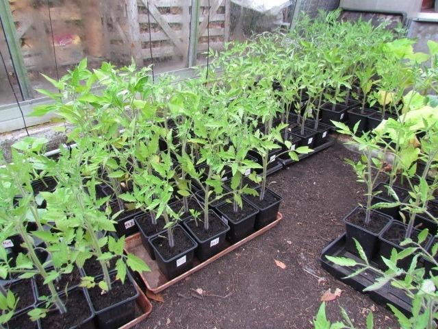 tomatenplanten 19 rassen (nog 11 rassen beschikbaar), Jardin & Terrasse, Plantes | Jardin, Ne fleurit pas, Annuelle, Plein soleil
