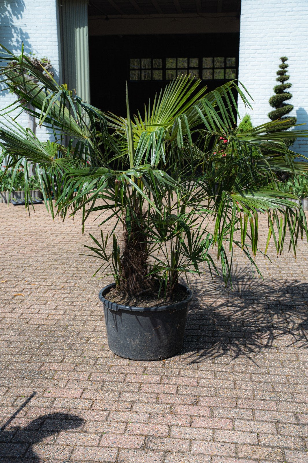 3 grands pots avec plusieurs palmiers, Jardin & Terrasse, Plantes | Arbres, Enlèvement, En pot, Palmier, 100 à 250 cm