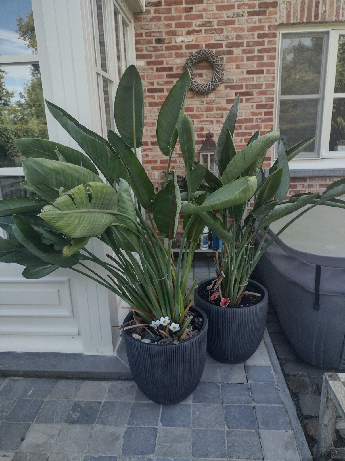 paradijsvogelplant strelitzia, Tuin en Terras, Ophalen