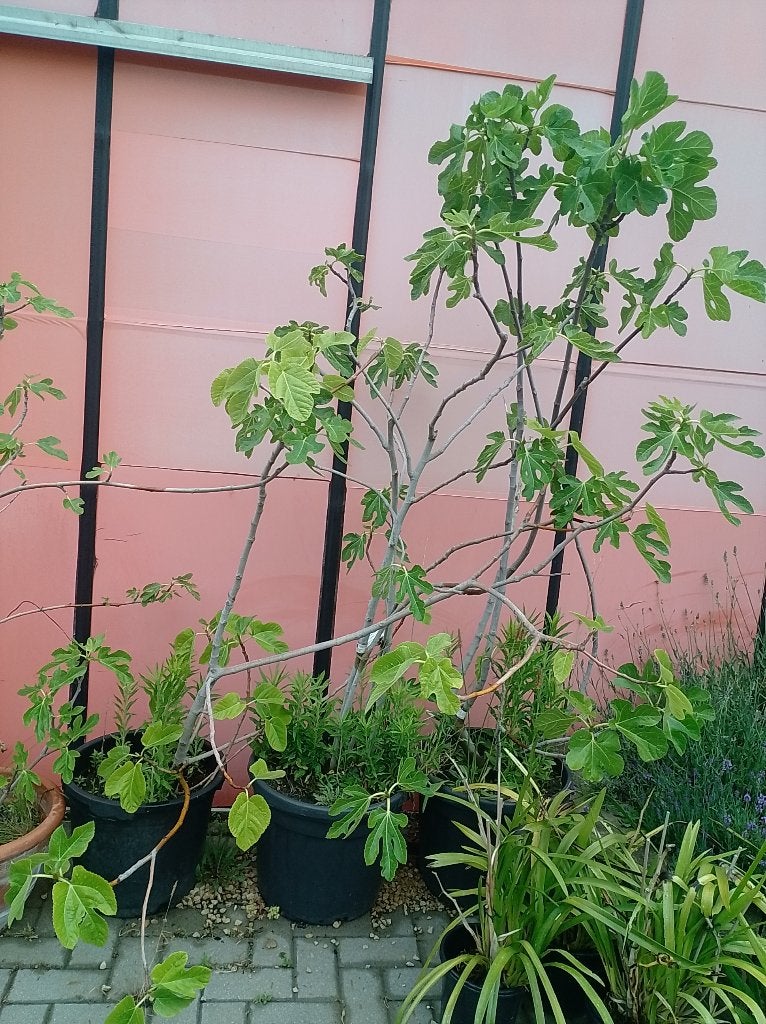 ficus carica jannot, Ophalen, Overige soorten, Volle zon, In pot