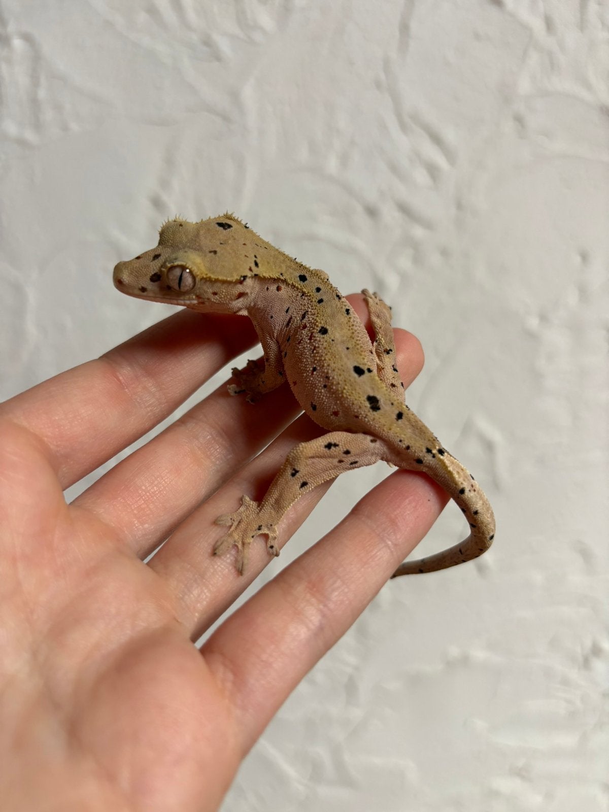 Superdal wimpergekko man, Animaux & Accessoires, Reptiles & Amphibiens, Lézard, Domestique, 0 à 2 ans