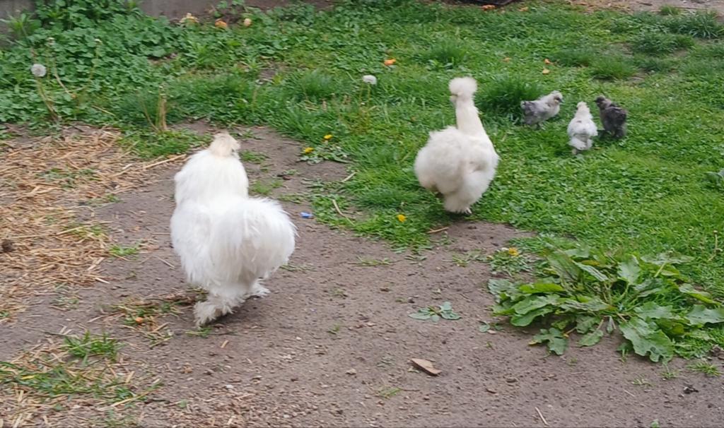 Zijdehoenders koppel + 3 kuıkens, Dieren en Toebehoren