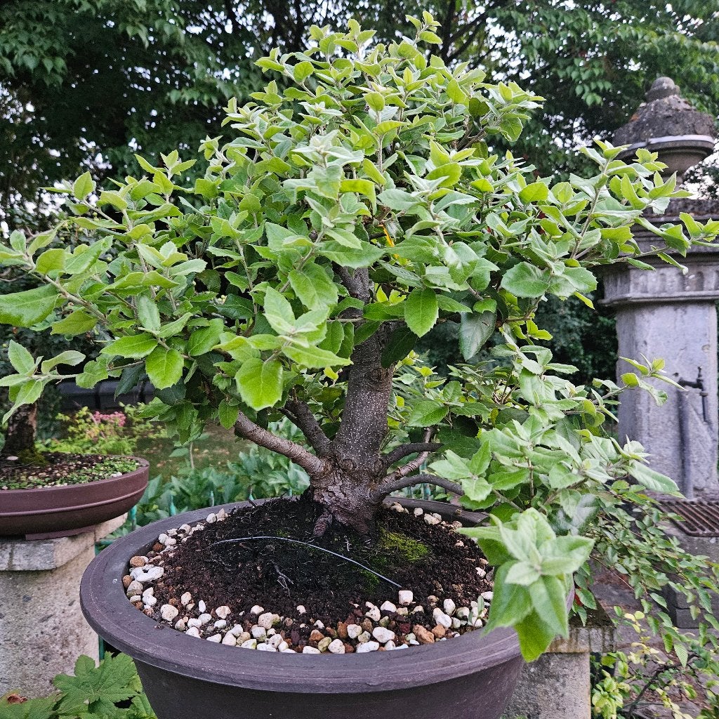 Bonsai Quercus ilex, Tuin en Terras, Ophalen