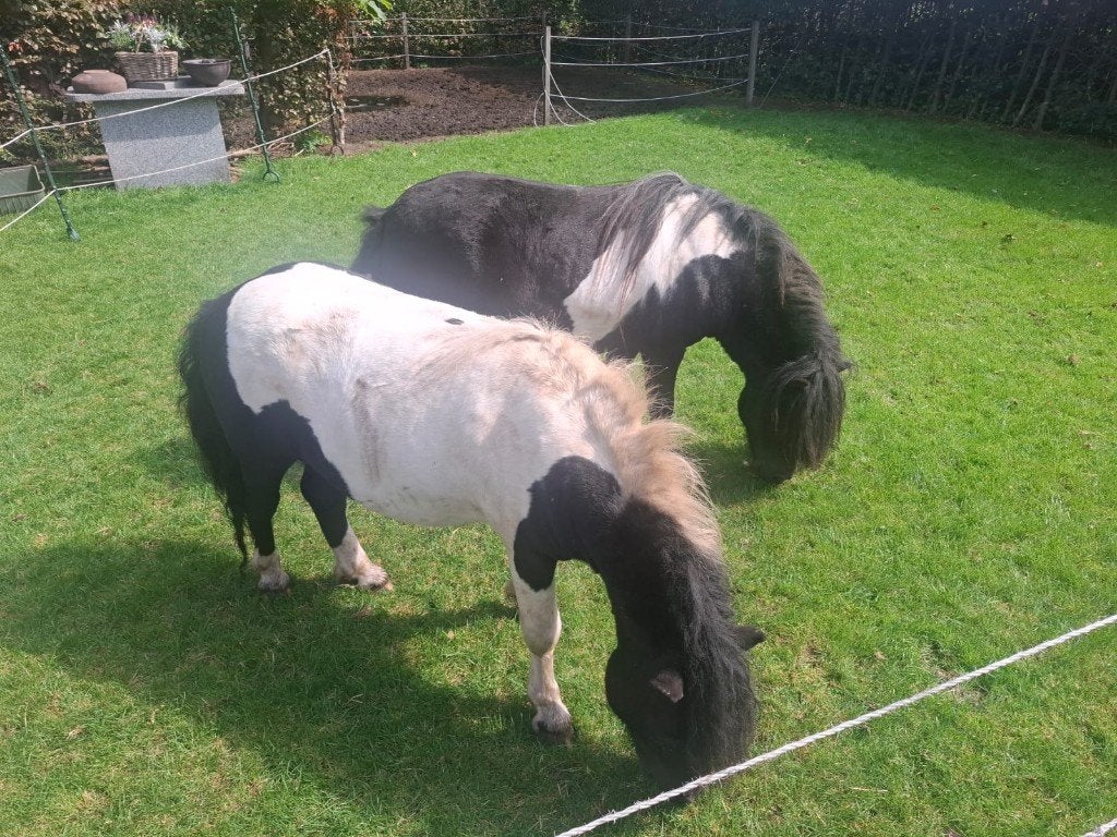 Zwartbonte Shetlanders te koop, Met stamboom, Hengst, A pony (tot 1.17m), 3 tot 6 jaar