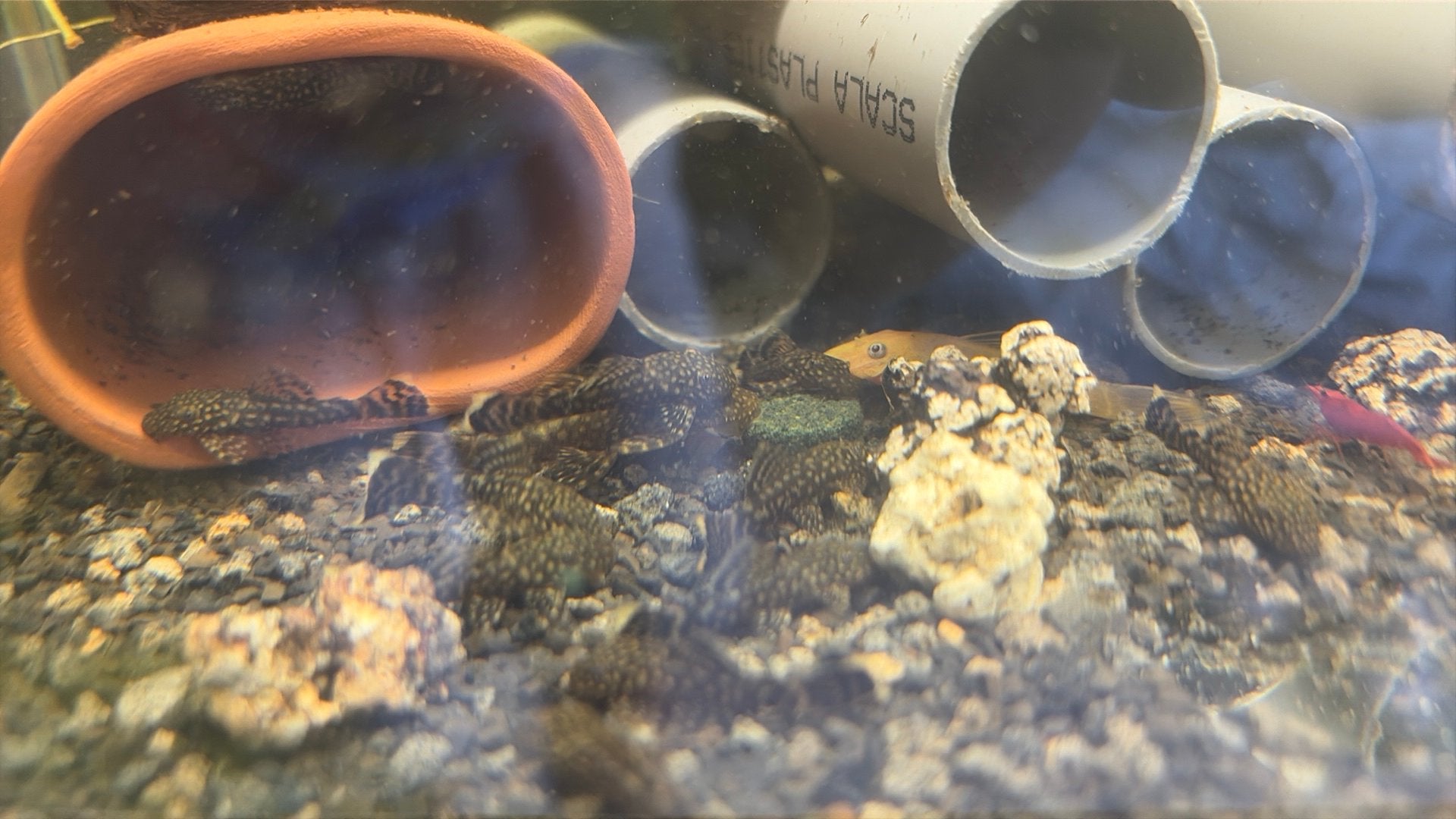 Baby bristelnose Pleco’s, Vis, Zoetwatervis