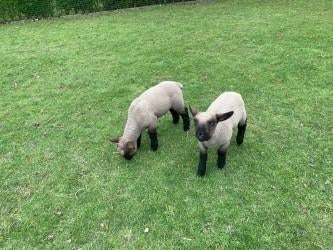 schaaplammeren, Dieren en Toebehoren, Schapen, Geiten en Varkens, Schaap, Meerdere dieren, 0 tot 2 jaar