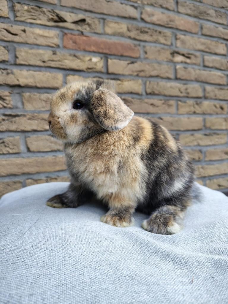 Minilop voedsters, Dieren en Toebehoren, Konijnen, Vrouwelijk, Dwerg, Hangoor, 0 tot 2 jaar