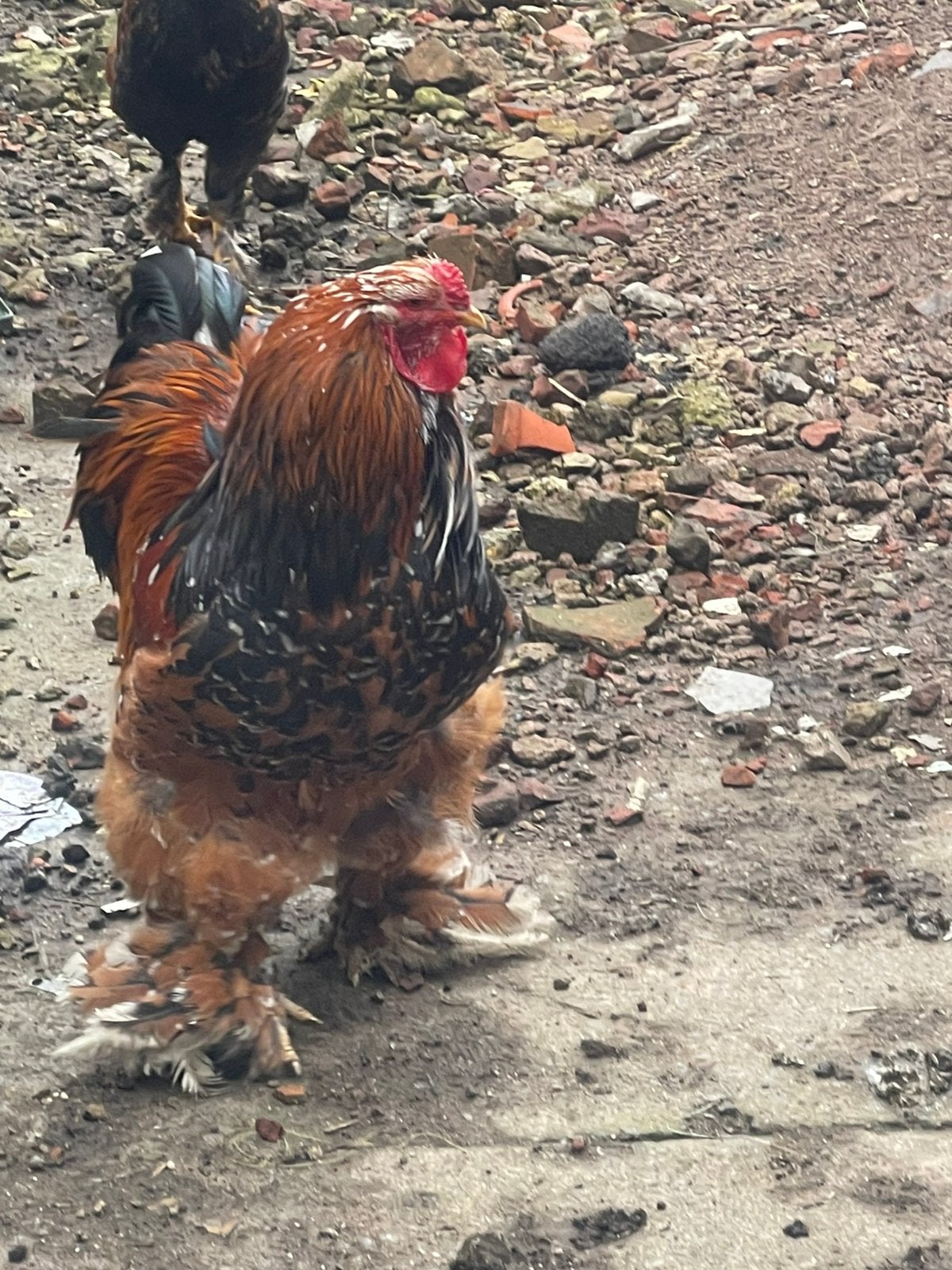 2 Coqs brahma porcelaine, Mâle, Poule ou poulet