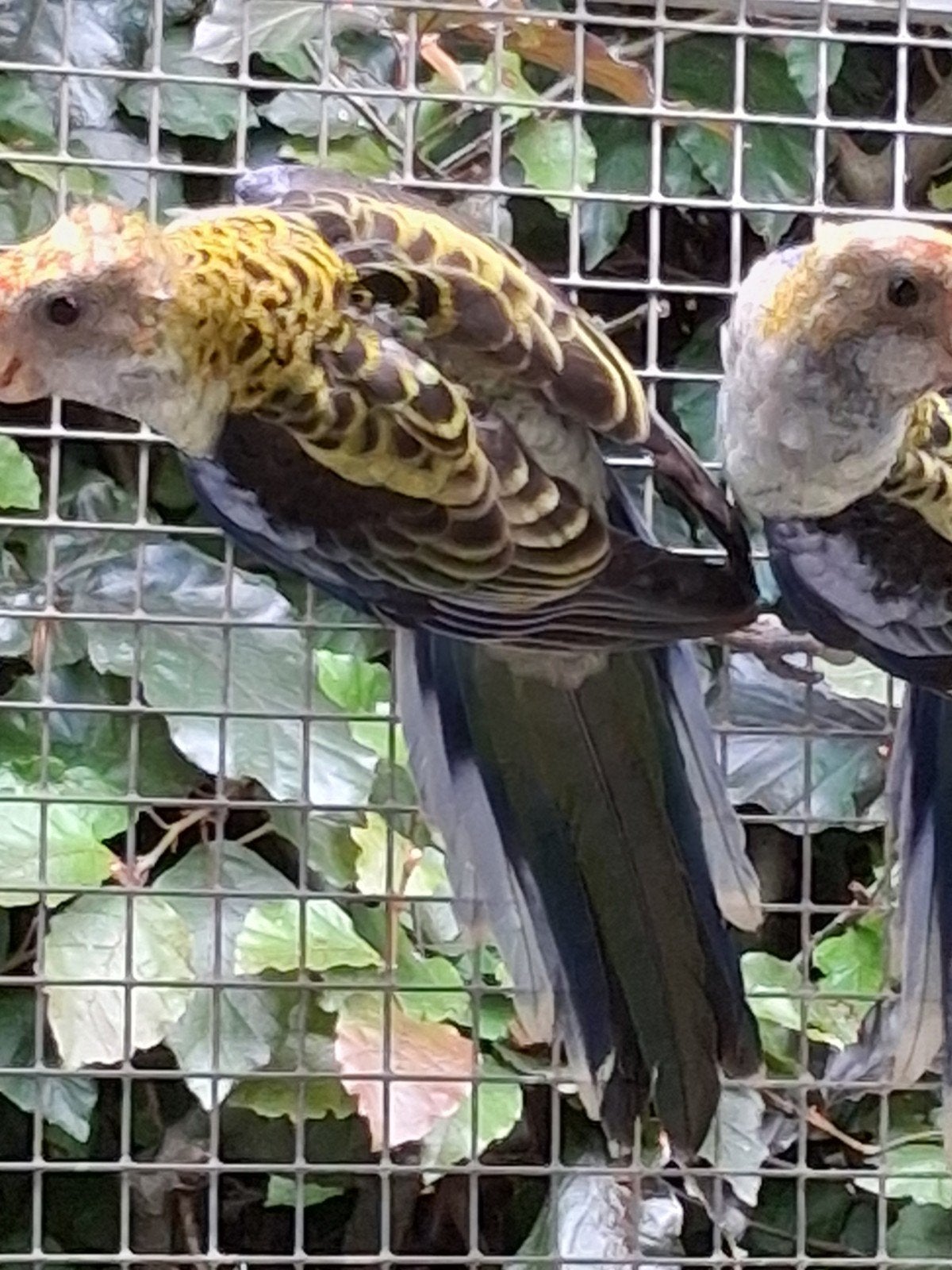 bleekkoprosella, Dieren en Toebehoren, Vogels | Parkieten en Papegaaien, Meerdere dieren, Parkiet, Geringd