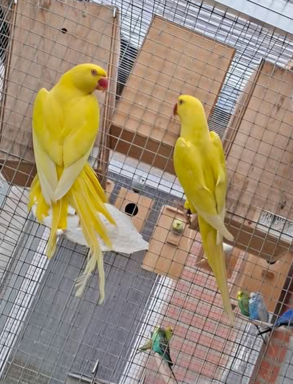 Jeune couple lutino 2025, Animaux & Accessoires, Oiseaux | Perruches & Perroquets