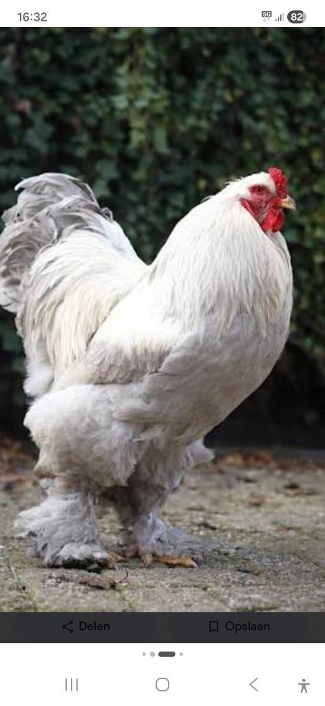 Brahma haan Isabelle, Mâle, Poule ou poulet