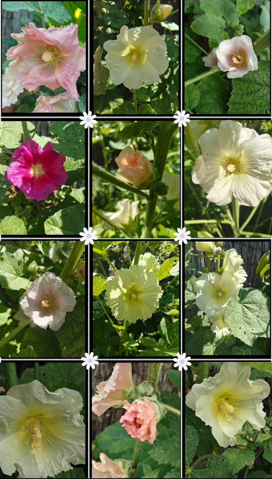 Alcea Rosea - Stokroos, Ophalen