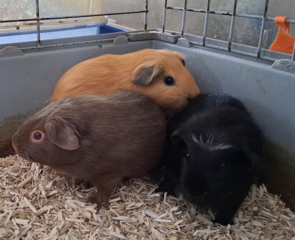 Mooie cavias zoeken een huisje, Dieren en Toebehoren, Knaagdieren, Cavia, Augustus, Mannelijk, Tam
