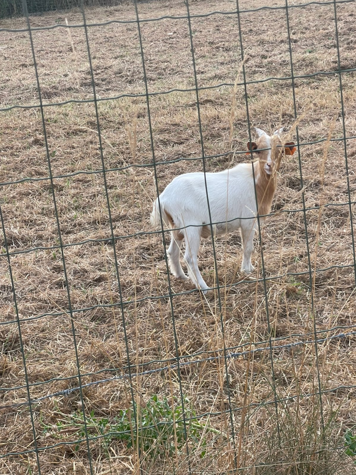 Lieve mooi geitjes te koop, Dieren en Toebehoren, Schapen, Geiten en Varkens, Mannelijk, Geit, 0 tot 2 jaar