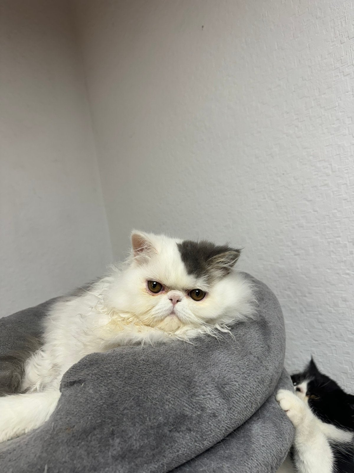 kittens Perzische langhaar, Meerdere dieren, Met stamboom, 0 tot 2 jaar