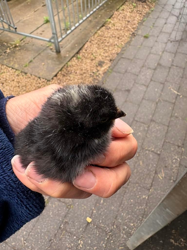 Kuikens Amrock, Dieren en Toebehoren, Pluimvee, Geslacht onbekend, Kip