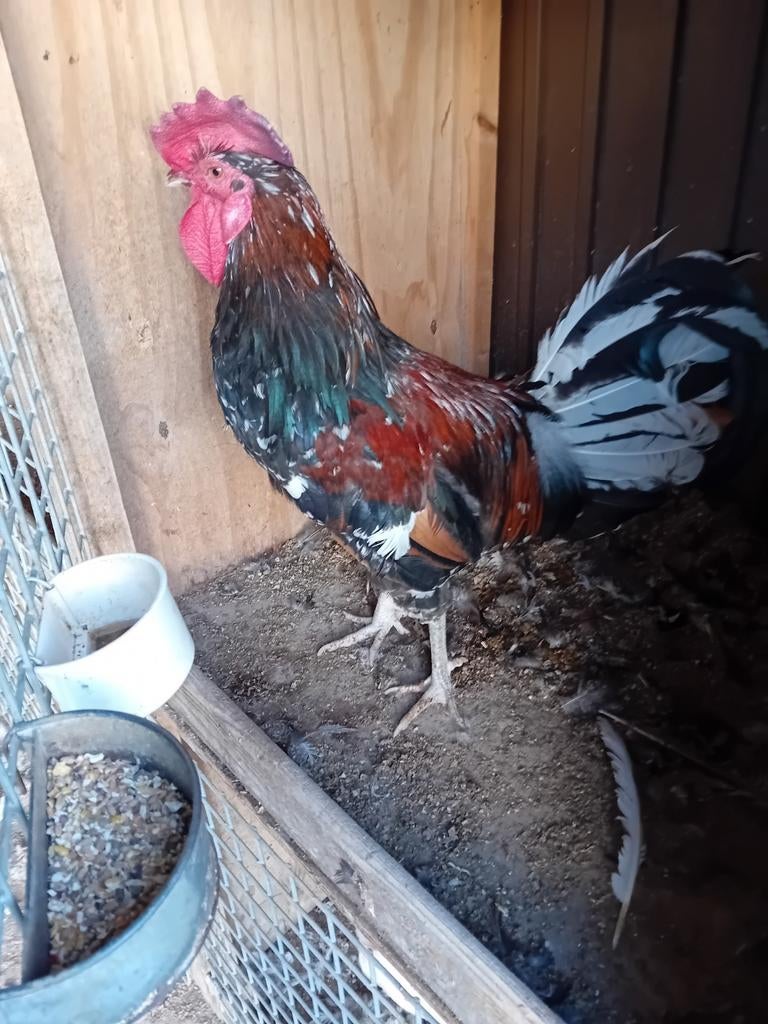Haantje te koop, Dieren en Toebehoren, Pluimvee