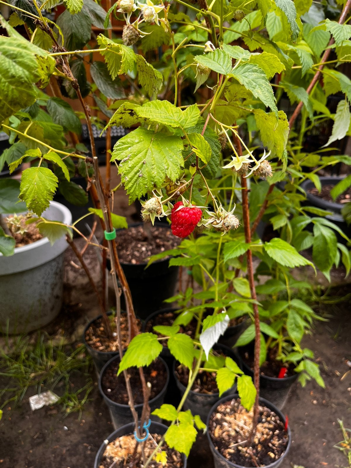 Framboisiers avec fruits à vendre — à partir de 3€ l'unité !, Enlèvement ou Envoi, Printemps, Plantes fruitières, Plante fixe