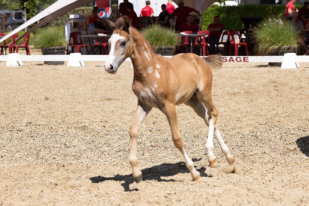 Gezocht: rustig weidemaatje voor ons ponyveulen, Weidegang, 1 paard of pony