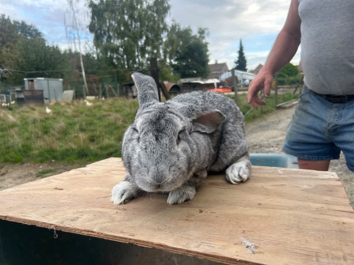 Vlaamse reus  RAM, Dieren en Toebehoren