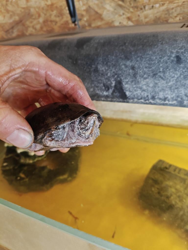 Muskus schildpad, Dieren en Toebehoren, Reptielen en Amfibieën, Schildpad