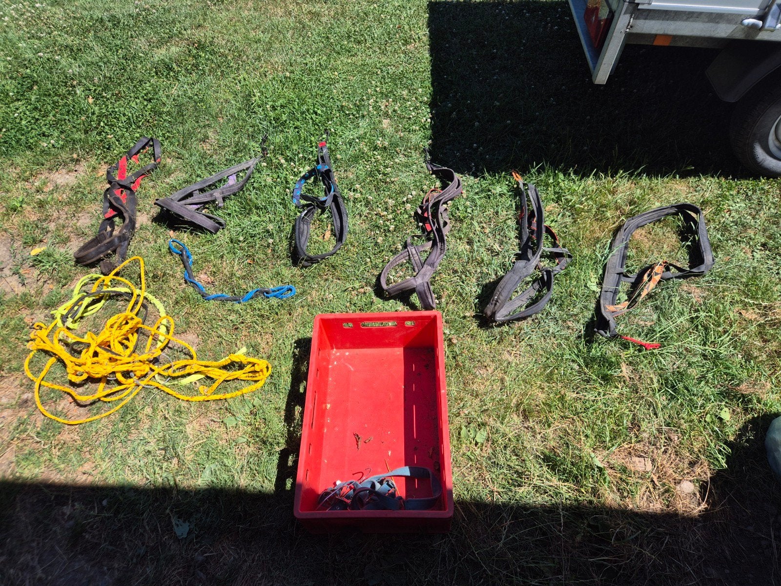 Harnais pour chiens, Animaux & Accessoires, Enlèvement
