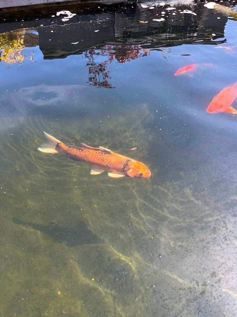 Japanse koi 50cm, Dieren en Toebehoren, Karper of Koi