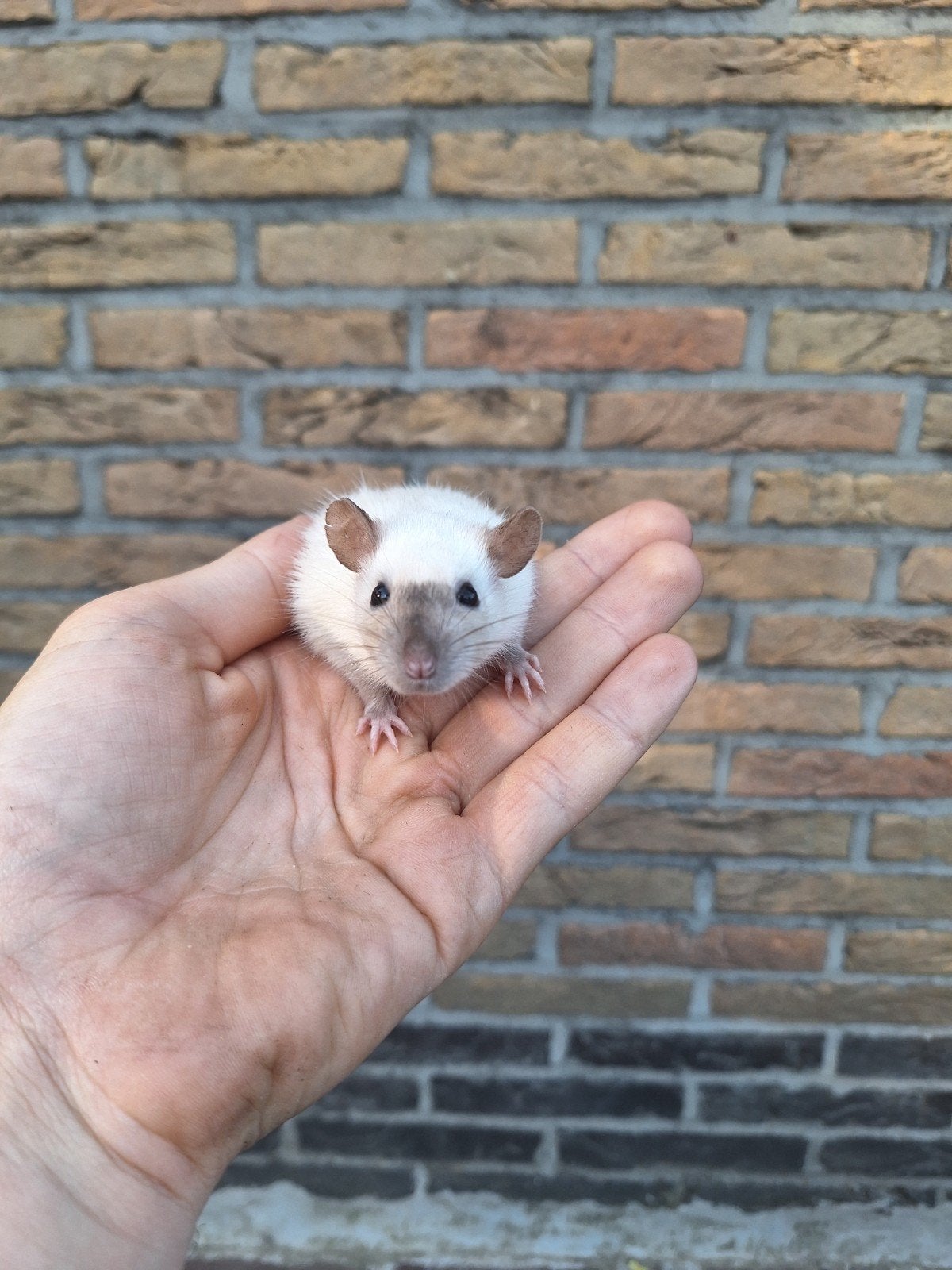 Jonge tamme dwergratjes, Septembre, Rat, Domestique