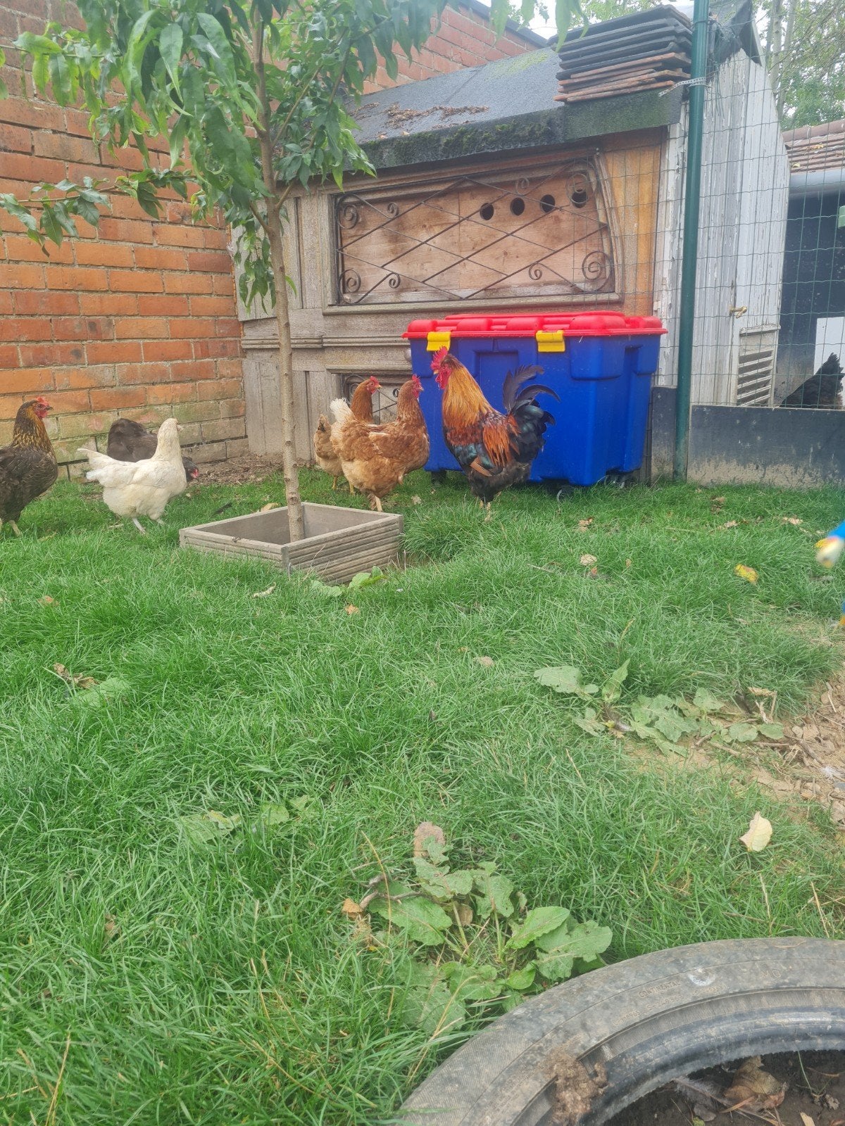 Prachtige haan, Dieren en Toebehoren