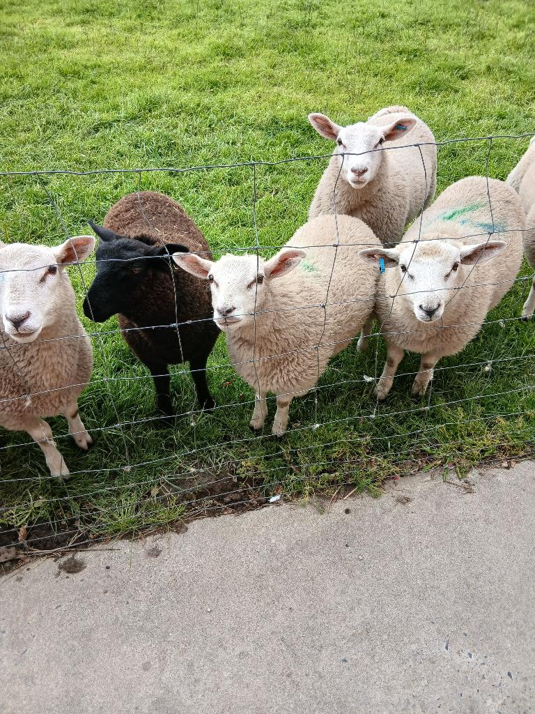 lammeren te koop, Dieren en Toebehoren, Meerdere dieren, Schaap, 0 tot 2 jaar