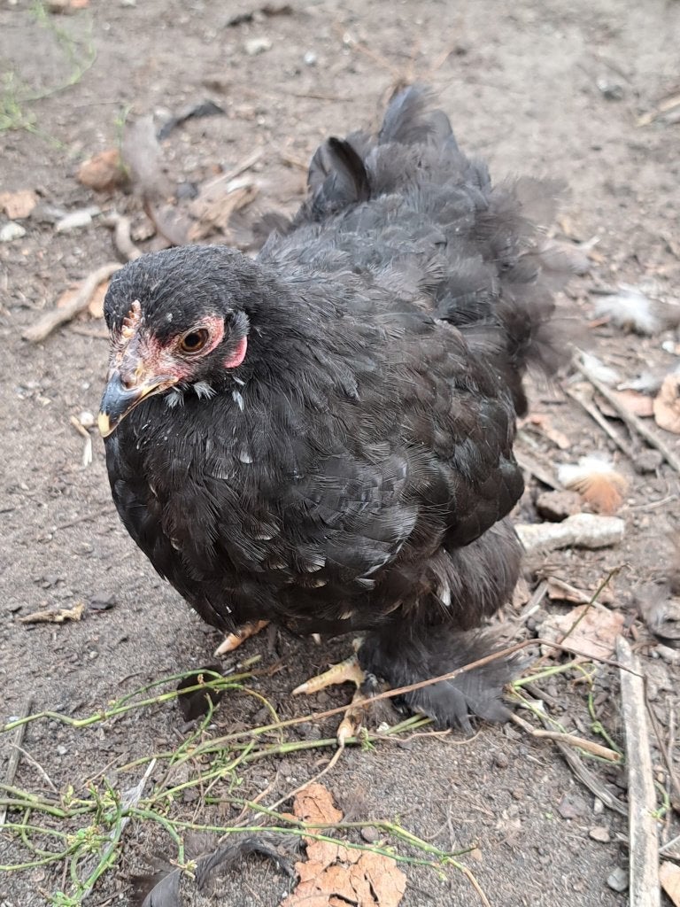 cochin kriel, Dieren en Toebehoren, Meerdere dieren, Kip