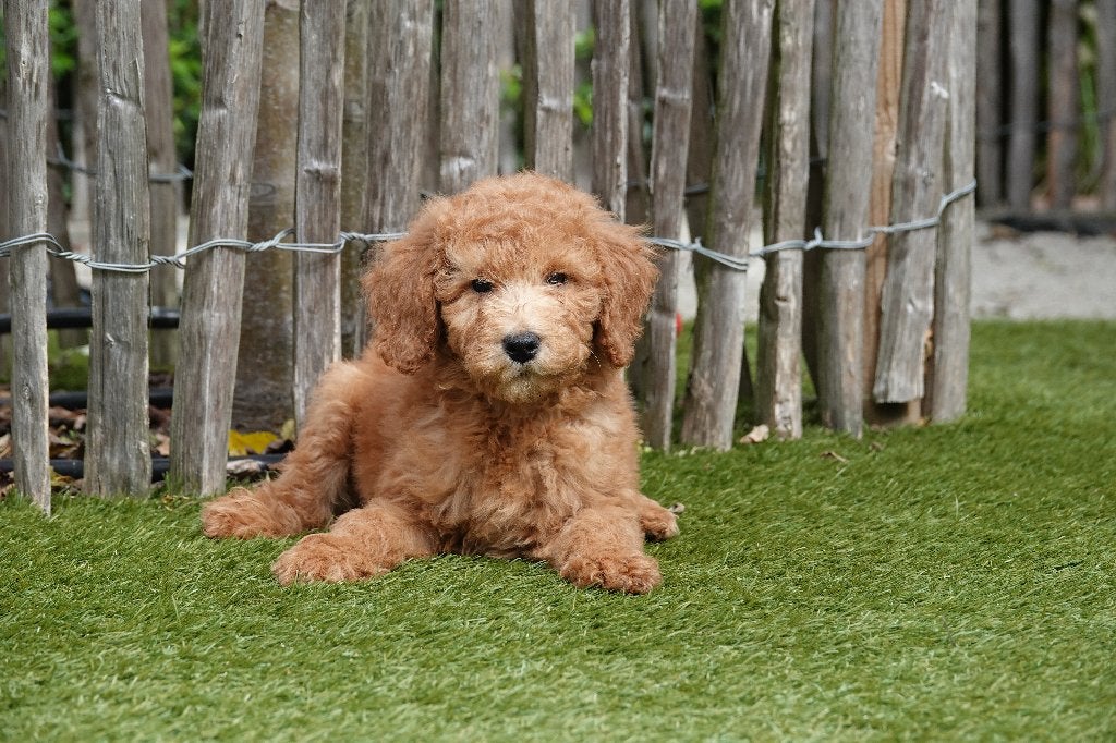 Prachtige abrikoze Mini-Labradoodle, met stamboom, België, Overige rassen, CDV (hondenziekte), 8 tot 15 weken