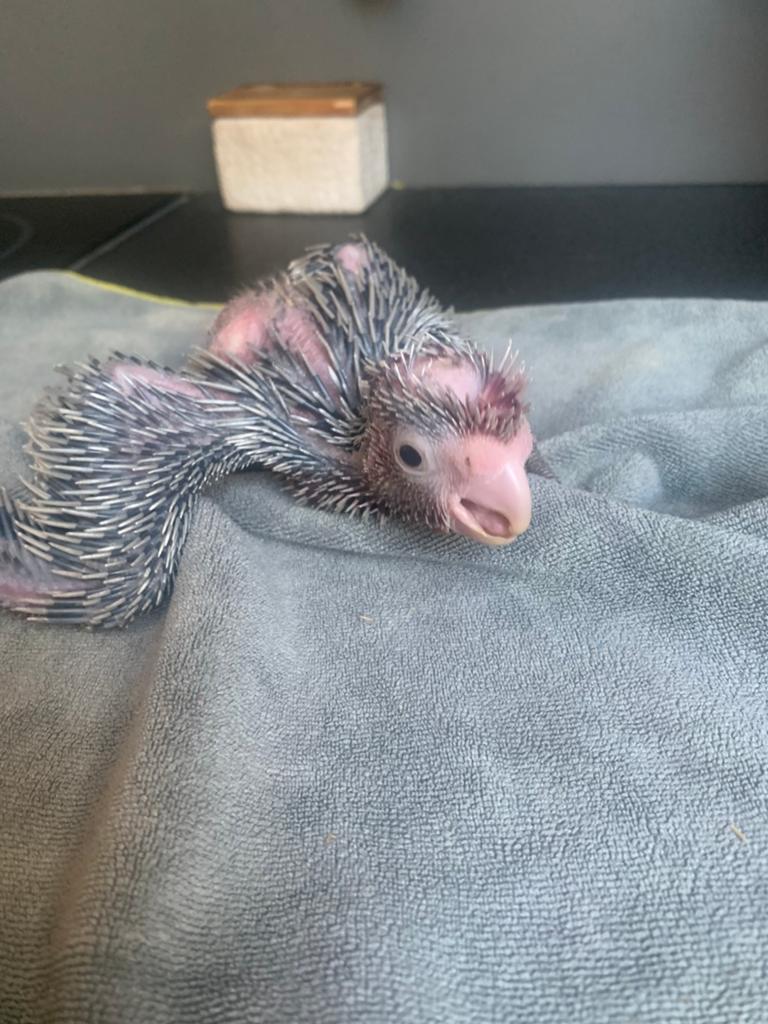 Rosé kaketoe, Dieren en Toebehoren, Meerdere dieren, Papegaai, Geringd