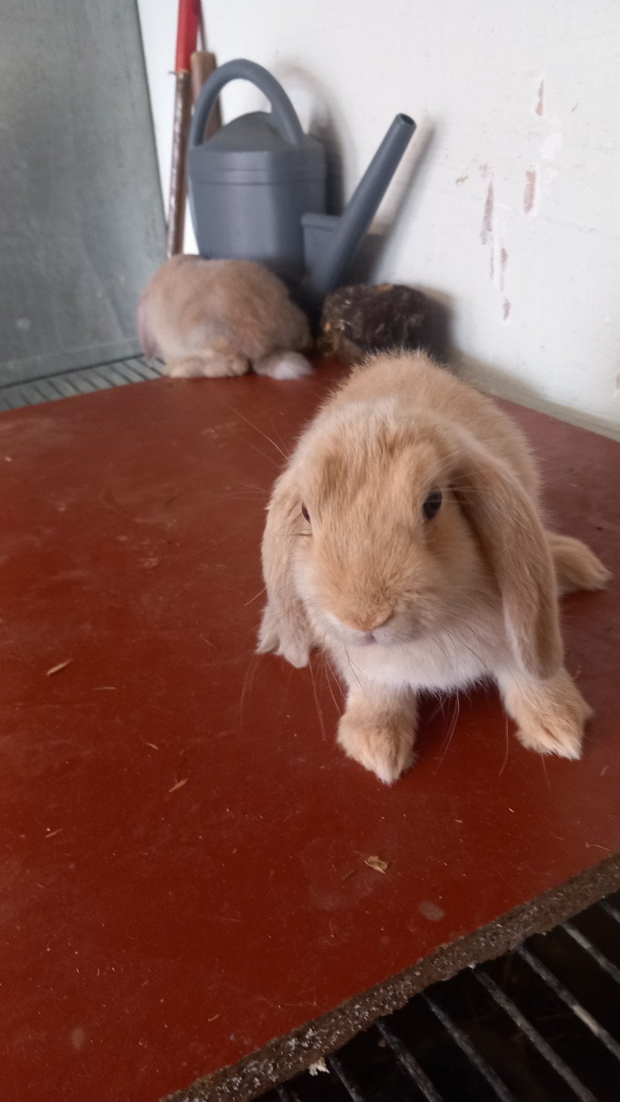 Nederlands hangoortjes  voedsters 20euro  te koop, Dieren en Toebehoren, Konijnen