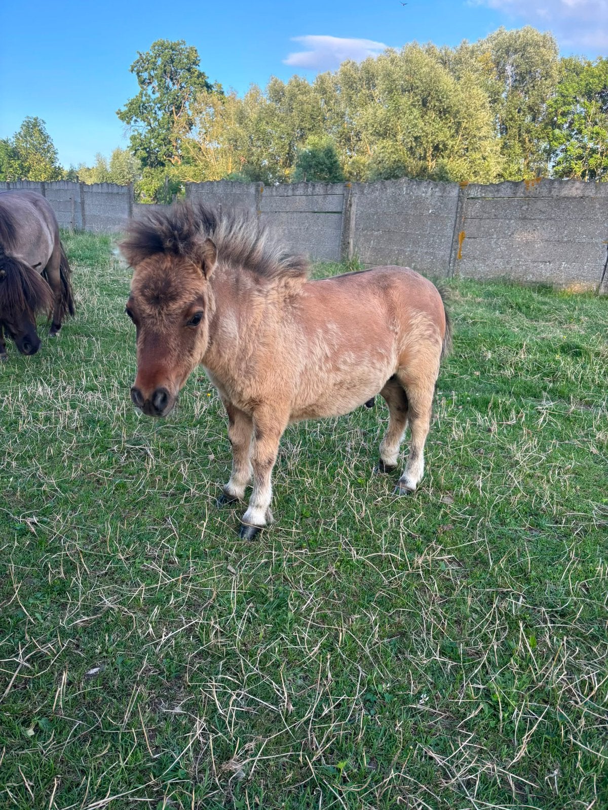 Hengsteveulens met stamboom te koop, Dieren en Toebehoren, Met stamboom, Niet van toepassing, 0 tot 2 jaar, Hengst