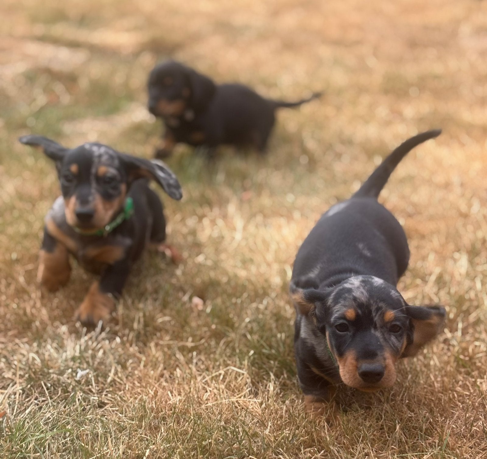Superlieve korthaar dwerg teckel pups,in huis grootgebracht, Parvo, België, Fokker | Hobbymatig, 8 tot 15 weken