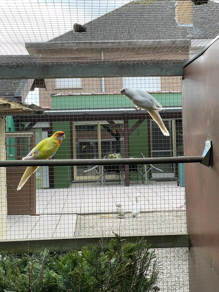 Vererving pennant rosella, Dieren en Toebehoren, Vogels | Parkieten en Papegaaien