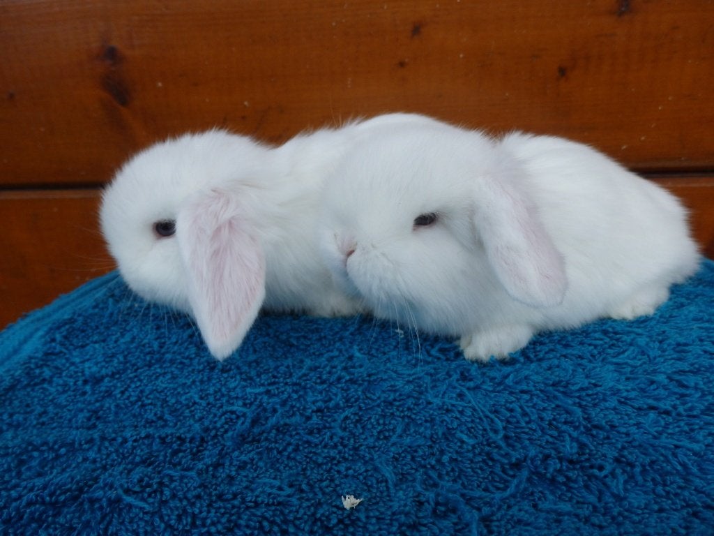 nhd, koppeltje, Plusieurs animaux, Nain, Oreilles tombantes, 0 à 2 ans