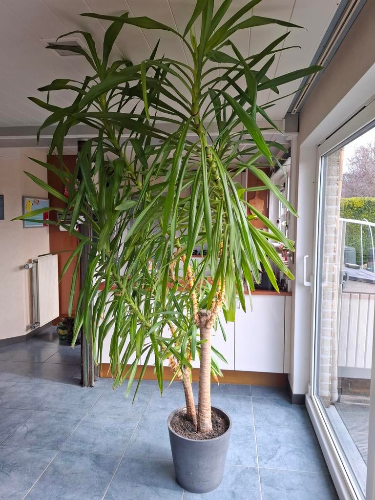 Yukka plant h2m50 in mooie Ecopot, Huis en Inrichting, Kamerplanten, Ophalen, Yucca, In pot, 200 cm of meer