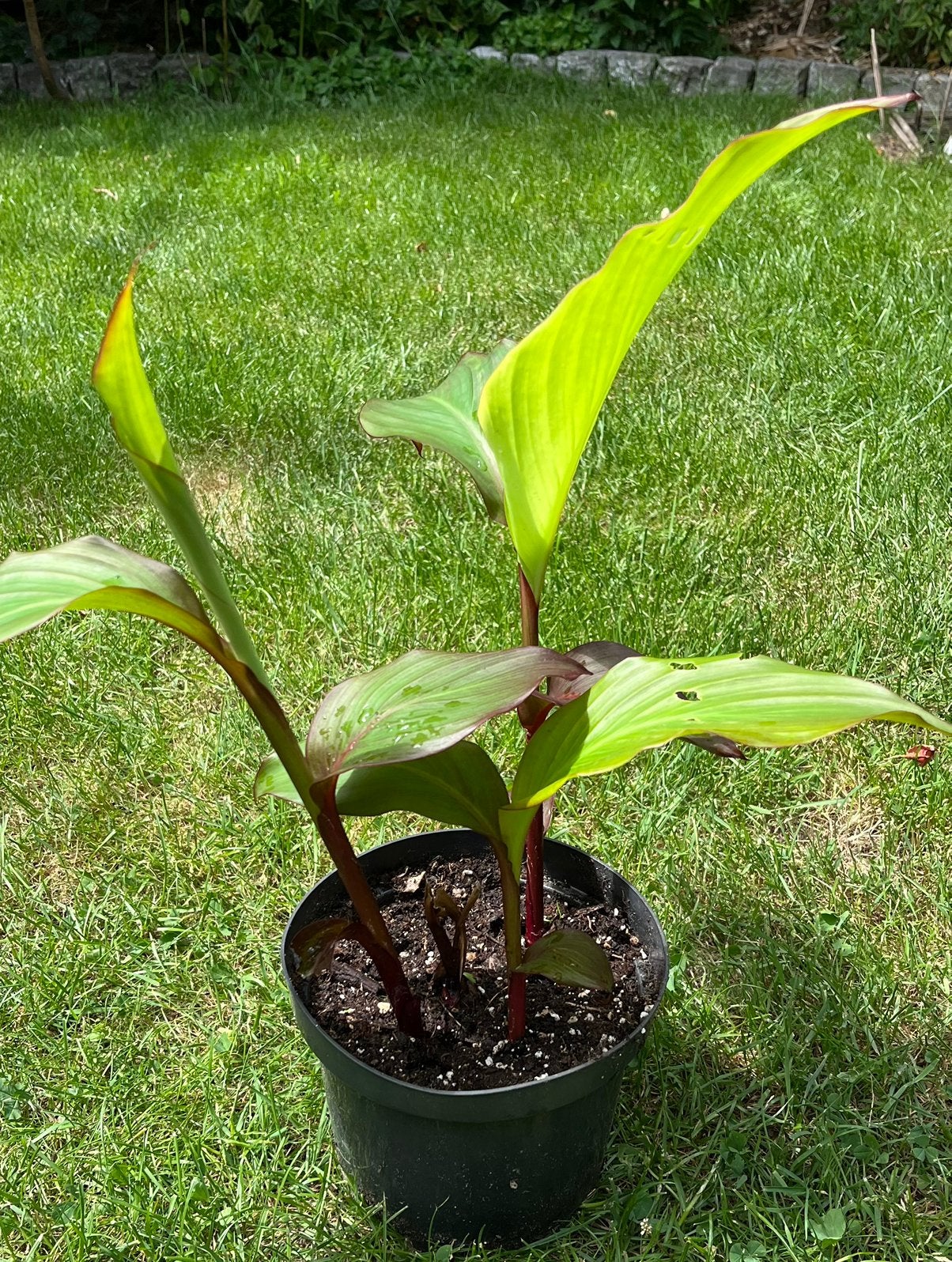 Canna, rode bloem, groen blad, Tuin en Terras, Planten | Tuinplanten, Ophalen