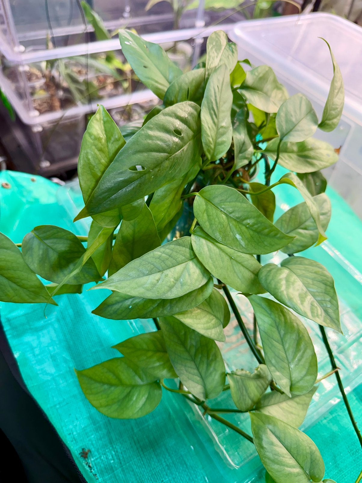 Epipremnum (pothos) baltic blue, Ophalen of Verzenden