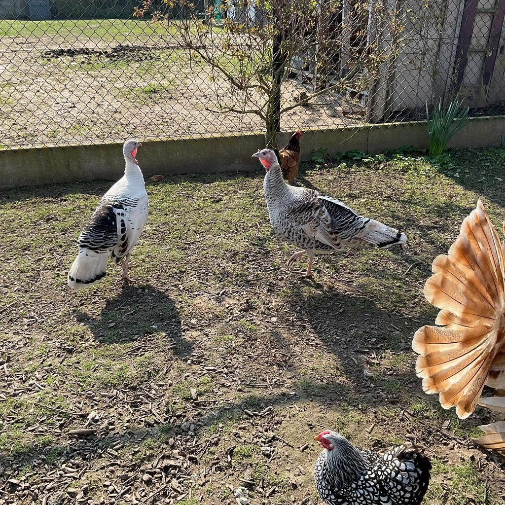 Kalkoen broedeieren, Dieren en Toebehoren, Pluimvee, Kalkoen