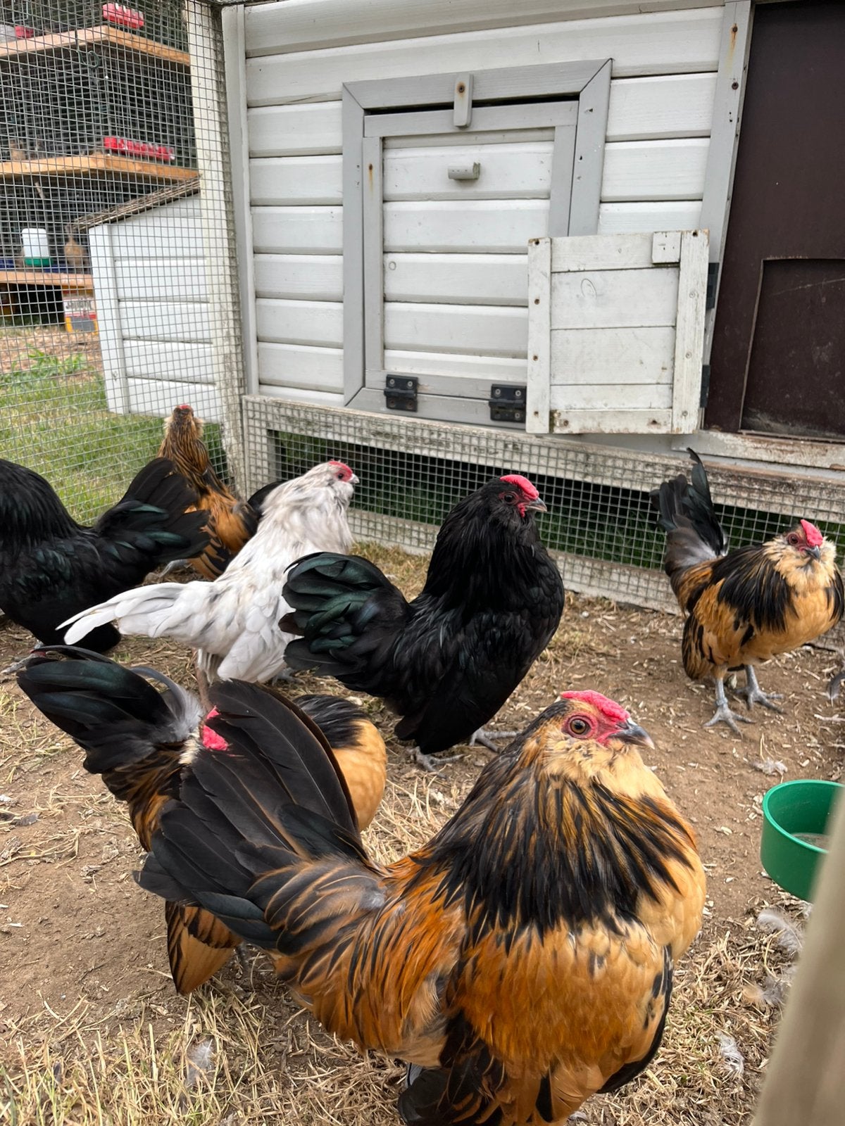 Antw baardkriel hanen - gratis, Dieren en Toebehoren, Pluimvee