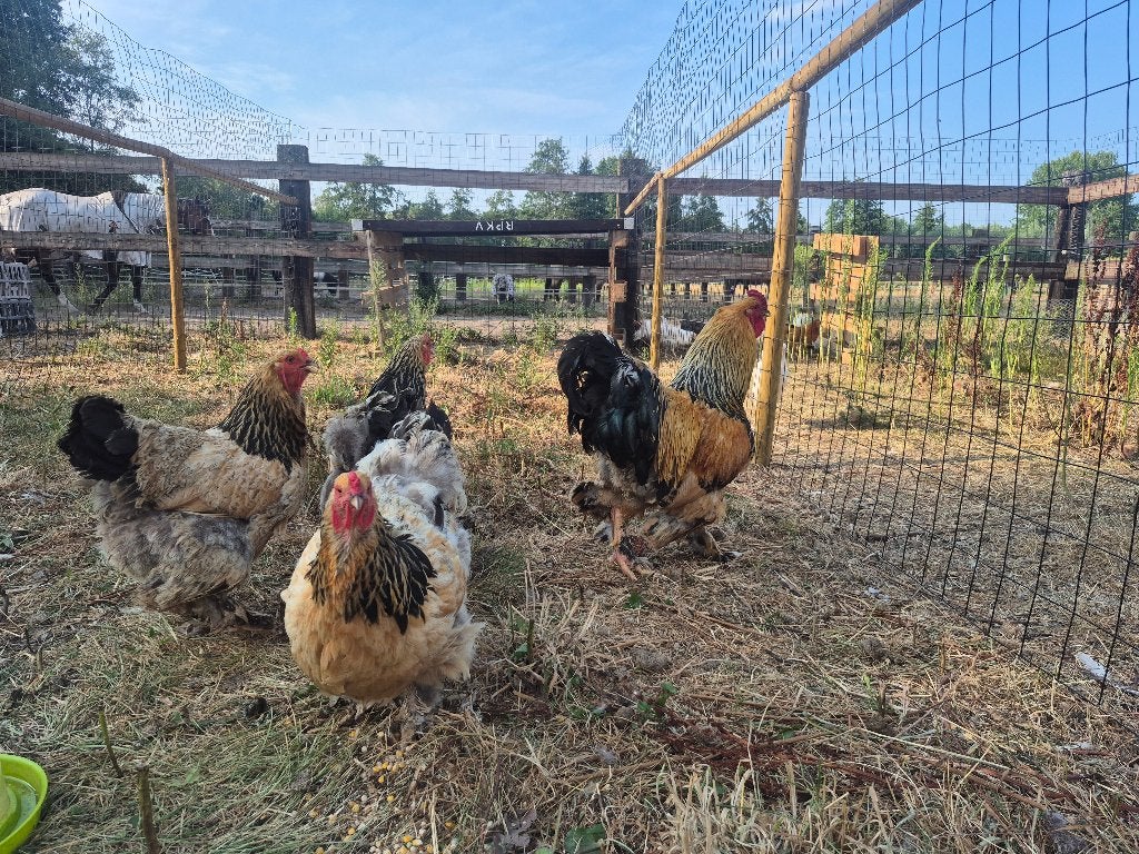 Brahma buff colombia toom, Dieren en Toebehoren