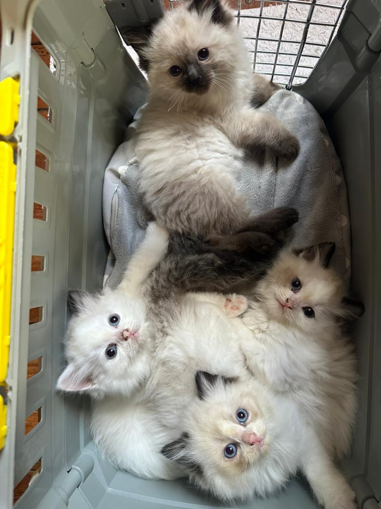 Rogdoll kittens met stamboom, Animaux & Accessoires, Plusieurs animaux, Avec pedigree, 0 à 2 ans
