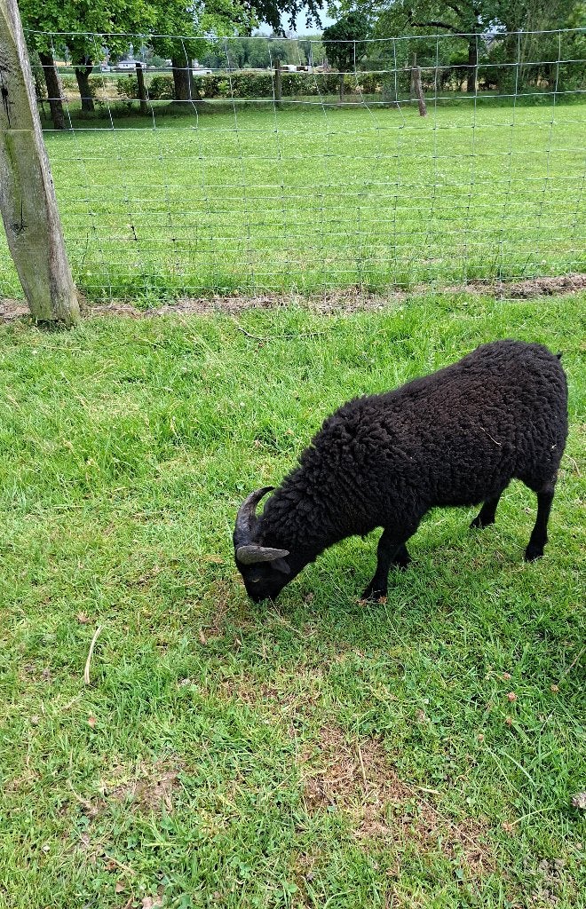 Ouessant bok, Dieren en Toebehoren, Mannelijk, Schaap, 0 tot 2 jaar