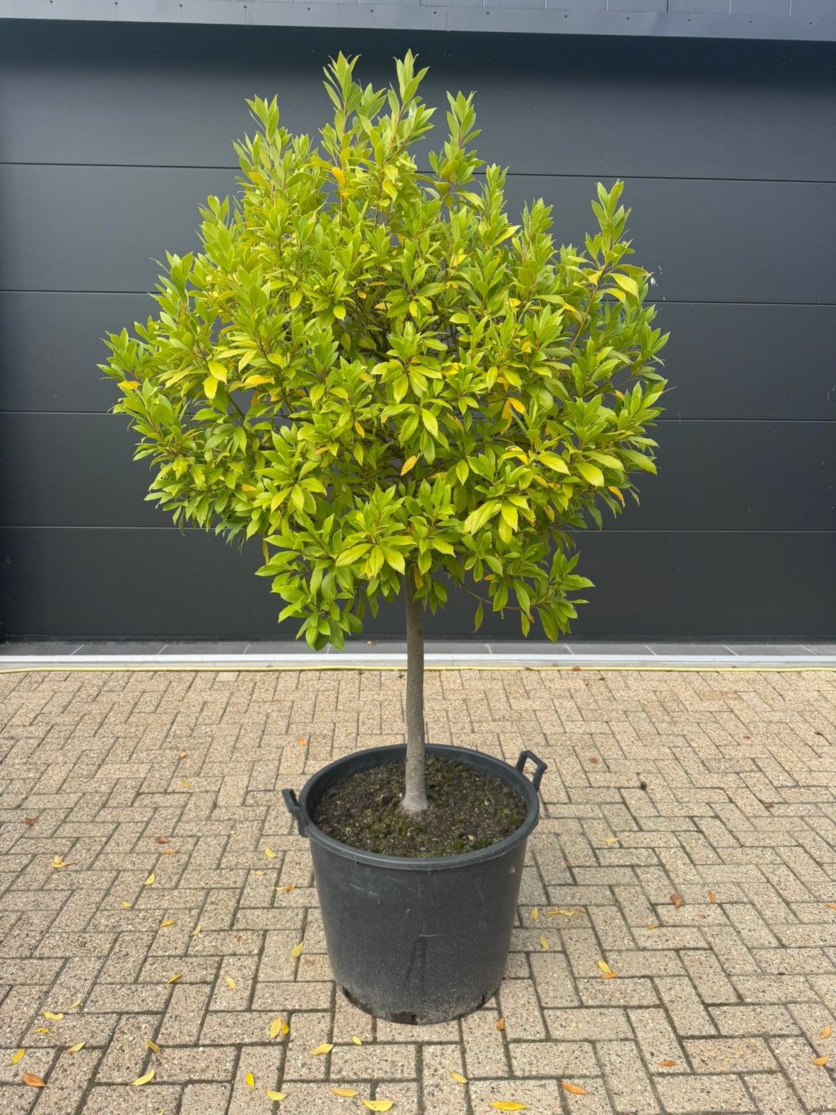 Grote laurierboom in grote pot, Ophalen