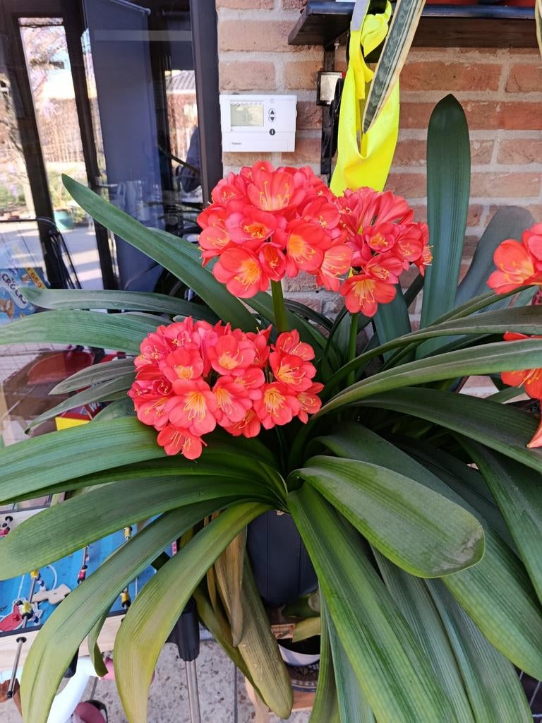 Sint-jozefsplant kamer, Ophalen, Overige soorten, In pot, Minder dan 100 cm